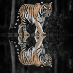 What Do Tigers In Dreams Mean