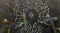 spider dreams symbolize anxiety and creativity