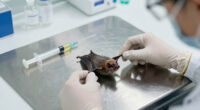 rabies bat